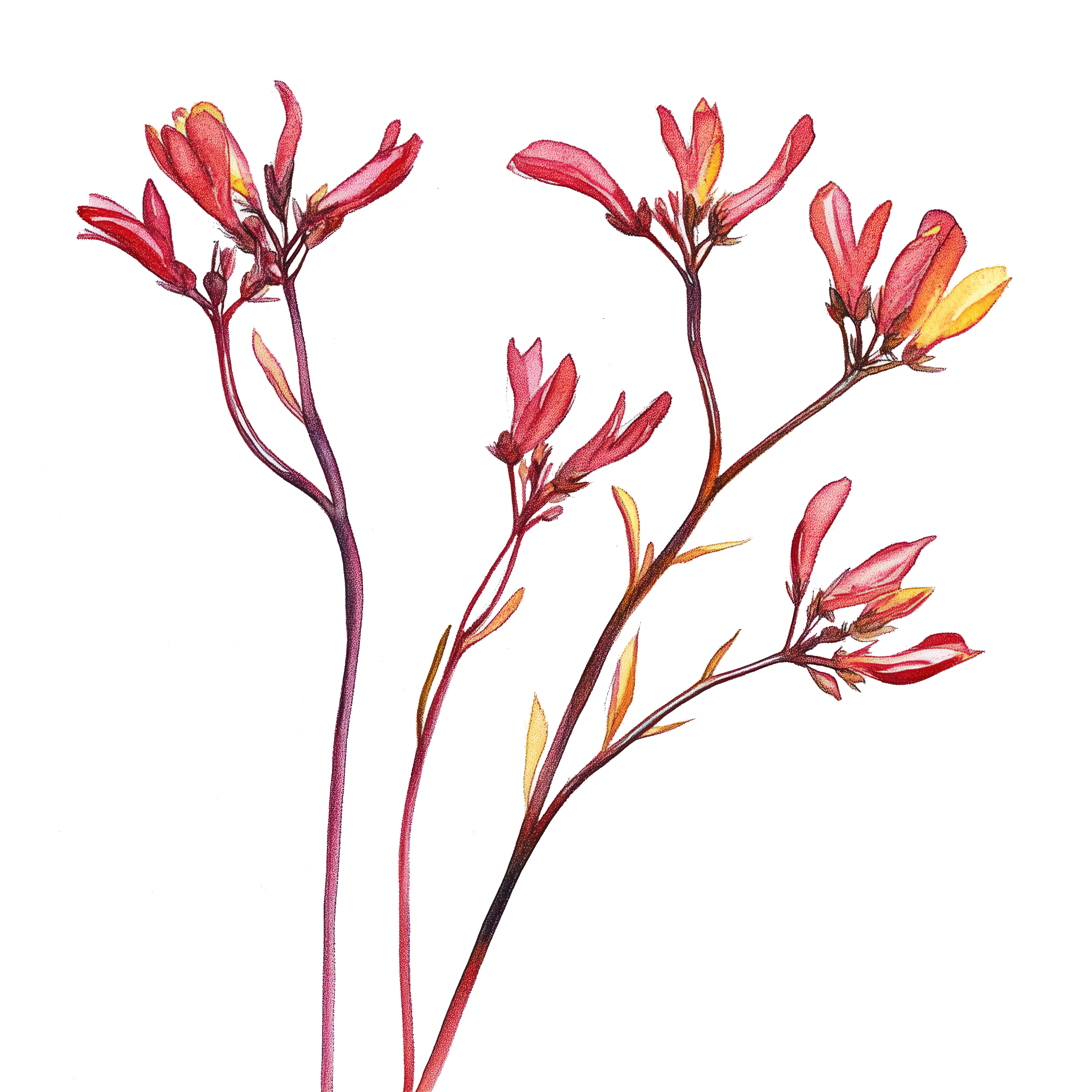Kangaroo_Paw.png