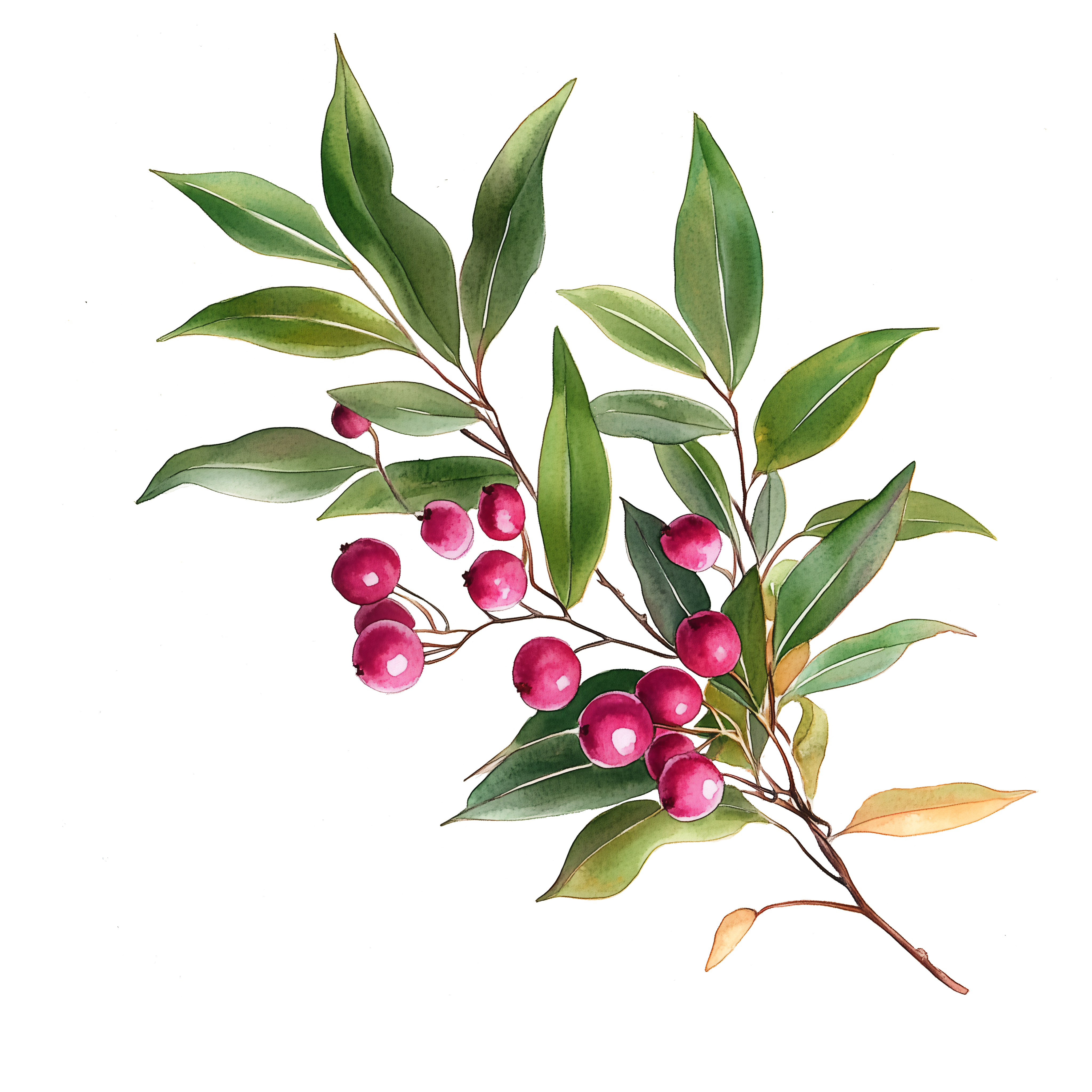 Lilly_Pilly_6cb6953e-82c1-4c10-899c-1e892f14bea3.png